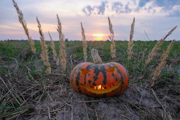 Carved pumpkin on Halloween. Pumpkin on a background of sunset in the field.