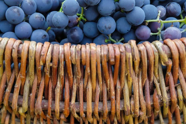 Wicker Basket Blue Grapes Copy Space — Stock Photo, Image