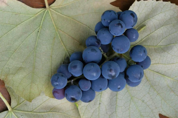 Üzüm Yaprakları Üzerinde Bir Demet Mavi Üzüm Şarap Yapımı Konsepti — Stok fotoğraf