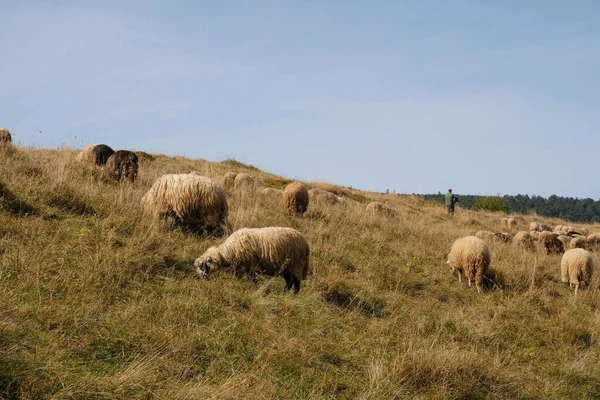 Sheep Shepherd Mountains Sunny Autumn Day Sheep Breeding Concept Polonyna — Stock Photo, Image