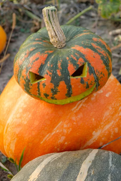 Abóboras Para Halloween Vista Superior Imagem Vertical — Fotografia de Stock