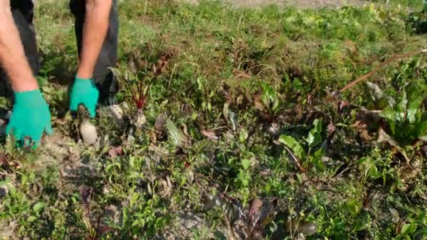 Yeşil Eldivenli Erkek Eller Bahçe Yataklarından Kırmızı Pancar Çıkarır Yetiştirme — Stok video