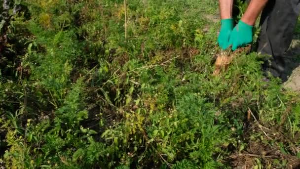 Manos Hombre Con Guantes Protectores Verdes Hombre Cosecha Zanahorias Jardín — Vídeo de stock