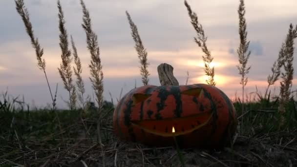 Jack Lanterna Campo Noite Ventosa Mística Halloween Abóboras Esculpidas Fundo — Vídeo de Stock