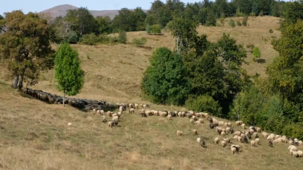 Una Bandada Ovejas Los Prados Montañosos Los Cárpatos Día Soleado — Vídeos de Stock