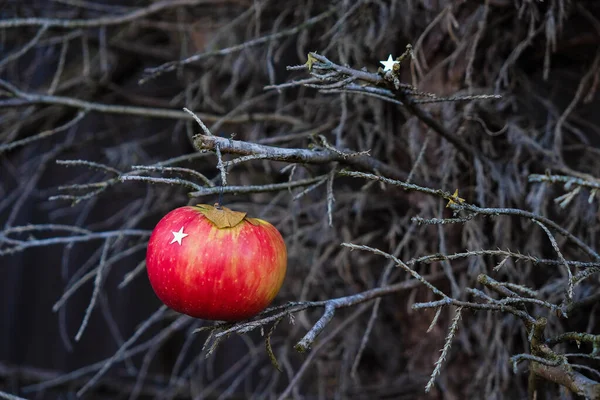 Juläpple Och Dekorativa Stjärnor Torr Gren Tråkigt Julkoncept Mörkt Foto — Stockfoto