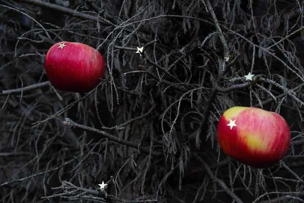 Trockene Bäume Weihnachtlich Geschmückt Mit Roten Äpfeln Und Sternen Trauriges — Stockfoto