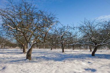 Galiçya, Ukrayna 'da güneşli bir sabahta kış elması bahçesi.