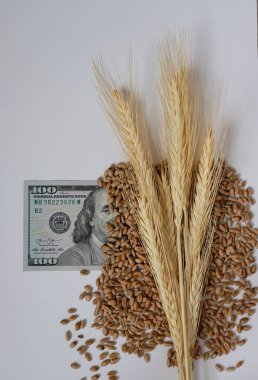 Spikeletler. Buğday tohumları. ABD Doları ya da Amerikan Doları. Beyaz Arkaplan. 