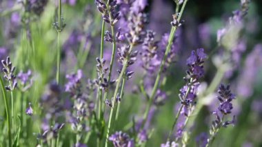 Hafif esinti ve böcekli yumuşak lavanta videosu. Gün ışığının yayılması. Çiçeklerin açtığı yere yakın plan. Soyut arkaplan.