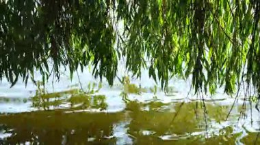 Ağlayan Söğüt dalları, huzurlu ve resimli bir sahnede suyun üzerinde sallanıyor. Dallar ve yapraklar sakin suyun yüzeyine yansıyor. Güneş ışınlarının parlaklığı. Sakin, doğal bir ortam..