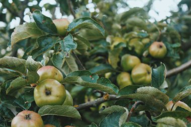 Olgun elmalar dalda