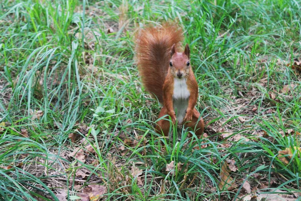Esquilo Vermelho Muito Engraçado Parque — Fotografia de Stock