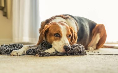 O köpek yavrusu yüz verir iken çok güzel bir Beagle köpek mix karışık karmakarışık gri iplik üzerinde yatıyor.