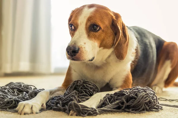 An adorable Beagle dog mix is laying on a big tangled mess of grey yarn while he gives the puppy face.