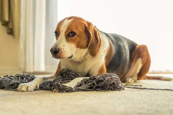 愛らしいビーグル犬ミックスは灰色の糸の大きなもつれた混乱按は子犬の顔を与える中 ストック画像