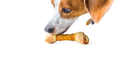 Bir Beagle Mix tazı köpeğin burnu ve yumuşak ve sarkık kulakları bir üçlü et sarılmış köpek kemiği ağız açıklığı ile kapma yakalanır. Görüntünün bir seempless beyaz arka plan üzerinde yakalanır.