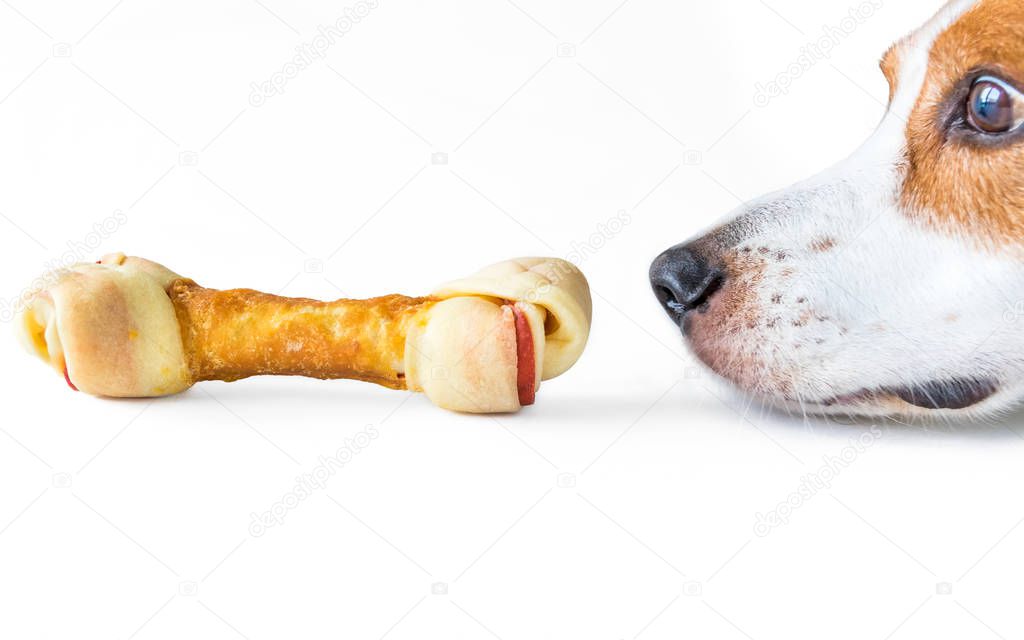 A Beagle Mix hound dog's snout and eyes are captured sniffing a triple meat wrapped dog bone. The image is captured on a seempless white background.