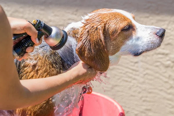 Beagle mix hound getting rinsed of soap from a bath - close up