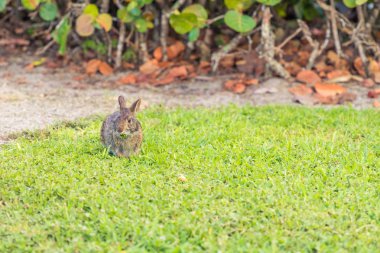 Bir tarlada ot yiyen vahşi kahverengi tavşan. Geniş açı.