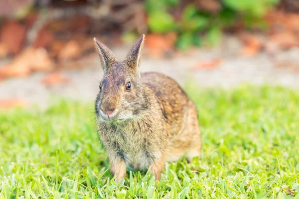 Coniglio selvatico che mangia erba in un campo. Vista dell'angolo anteriore da vicino . — Foto Stock