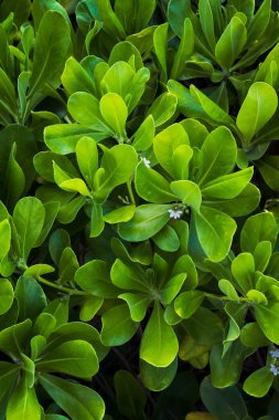 Yeşil yapraklı plaj bitkisi ve beyaz çiçekler. Yakın ve