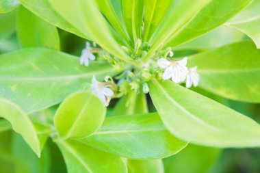 Güzel büyük yeşil yapraklı bitkiler uzun Florida kıyılarında küçük beyaz çiçekler çiçek başlar.