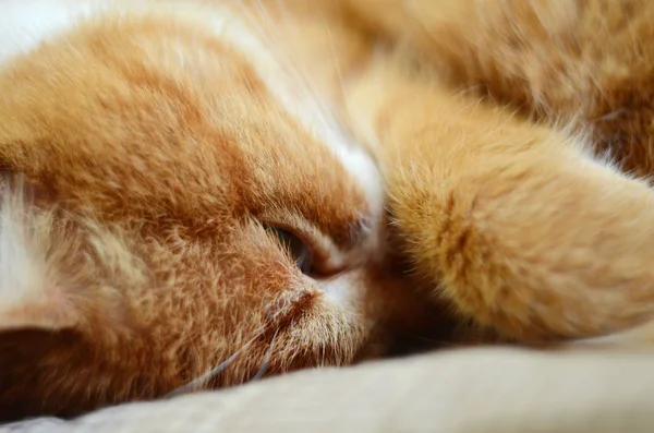 Sly red cat sleeps, covering its face with a paw and opens one eye closeup — Stock Photo, Image