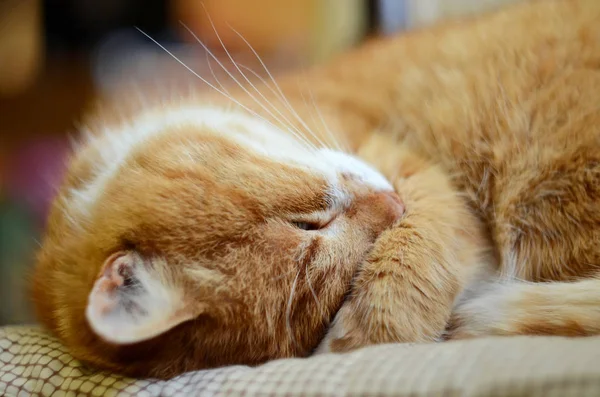 Sly ginger cat sleeps, covering its face with paw and opens one eye closeup — Stock Photo, Image