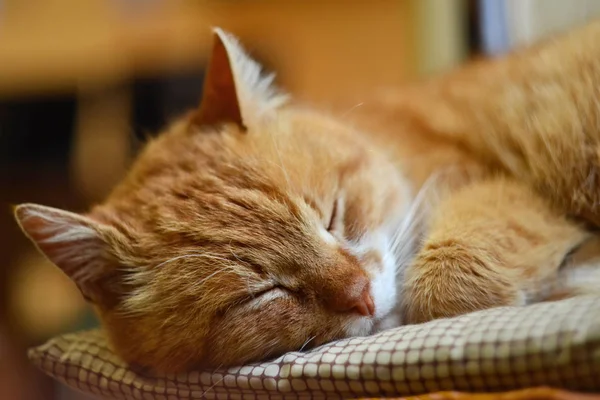 Calm cat is sleeping on a chair, eyes closed — Stock Photo, Image