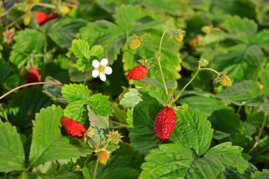 Bir çiçek bir Bush ile olgun çilek