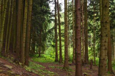 Gökyüzüne bakan yamaca kalın Ladin ormanı