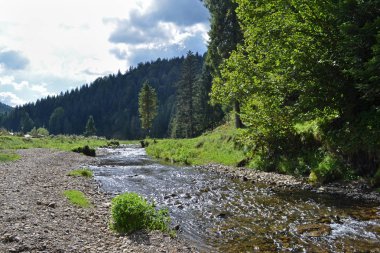 Dağ nehir, orman, güneşli çayır genel planı