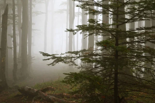 Nebbia nella foresta tra tronchi d'albero e abete rosso — Foto Stock