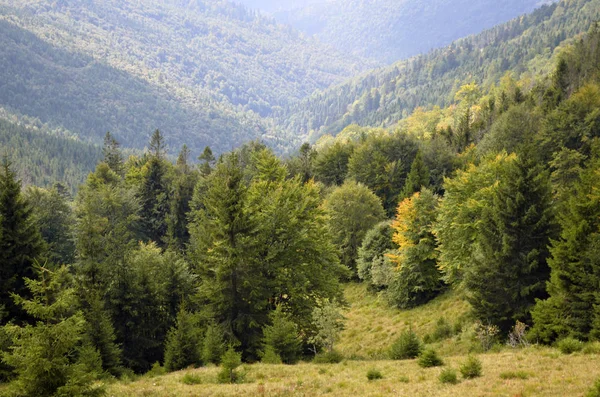 Yoğun dağ orman manzaralı gorge, ağaçlar ve sis