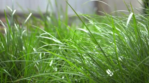Groene Jonge Gras Wuivende Lente Wind Tuin Het Heeft Witte — Stockvideo