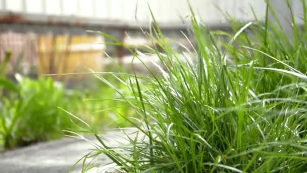 Green Young Grass Swaying Spring Wind Yard Path — Stock Video