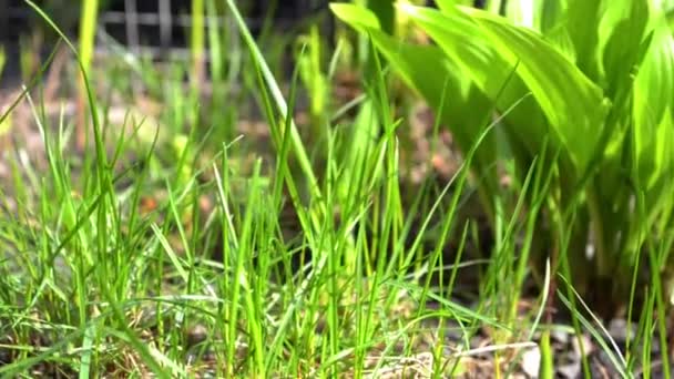 Fleurs jeunes vertes et fougère se balançant dans le vent printanier dans le jardin 