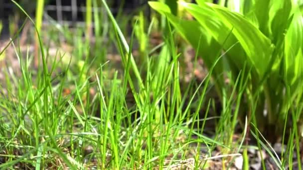 Flores Jóvenes Verdes Helechos Balanceándose Viento Primavera Jardín — Vídeo de stock