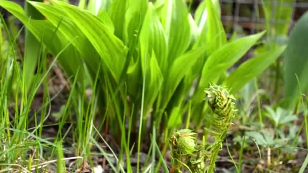 Grüne Junge Blumen Und Farne Die Sich Frühlingswind Garten Wiegen — Stockvideo