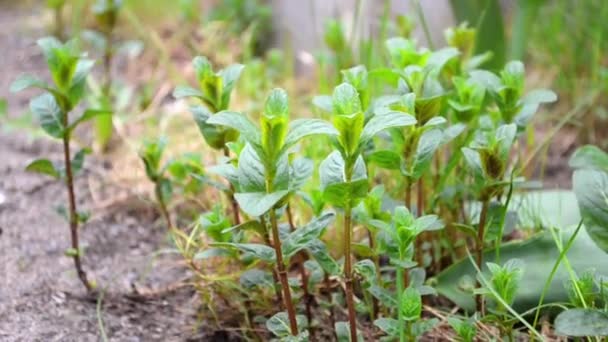 Verde jovem hortelã e melissa plantas balançando no vento da primavera no jardim — Vídeo de Stock