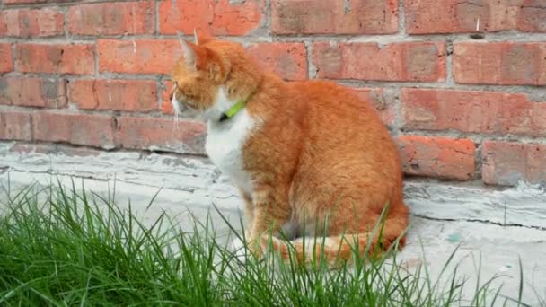 Красная Кошка Сидит Играет Оранжевой Кирпичной Стены Возле Травы Ловит — стоковое видео