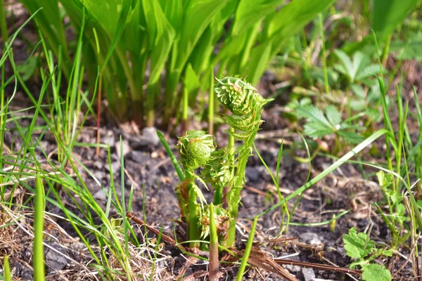 Mladé kapradiny klíčí na zemi mezi jinými rostlinami, na jaře — Stock fotografie