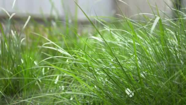 Ensemble de différents cadres avec des plantes du jardin herbe, fougère, menthe et melissa dans le vent au printemps, avec des transitions dissoutes 