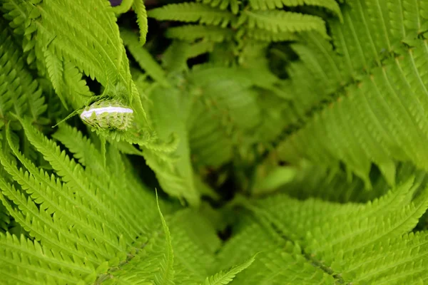 Giovane felce verde germogliare in primavera in giardino con sfondo sfocato — Foto Stock