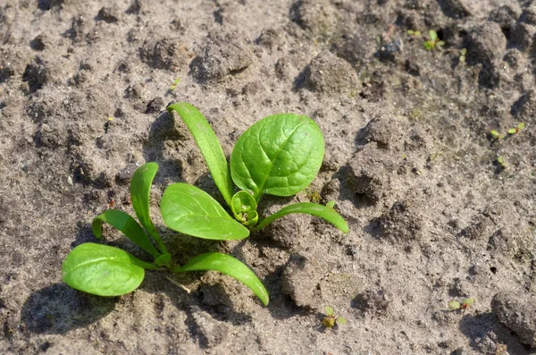 İki genç ıspanak çalıları güneş ışığında topraktan büyüyen, makro
