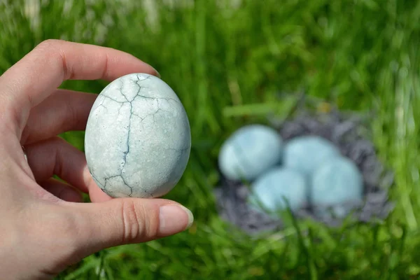 Голубое яйцо с трещиной, окрашенное в чай гибискус, лежит в женской ладони на фоне травы и других яиц — стоковое фото