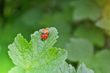 İki kırmızı böcek frenk üzümü çalıbir yaprak üzerinde çiftleşme, bunlardan biri turuncu ve nokta olmadan