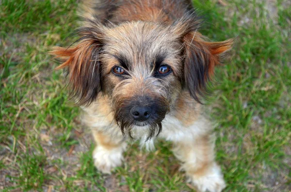 En liten lurvig röd hund med bruna ögon står på gräset och tittar upp i ramen — Stockfoto