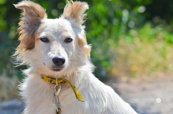 Портрет собаки с светлыми волосами, острой мордой и карими глазами, с ошейником на поводке, сидит на сельской дороге — стоковое фото